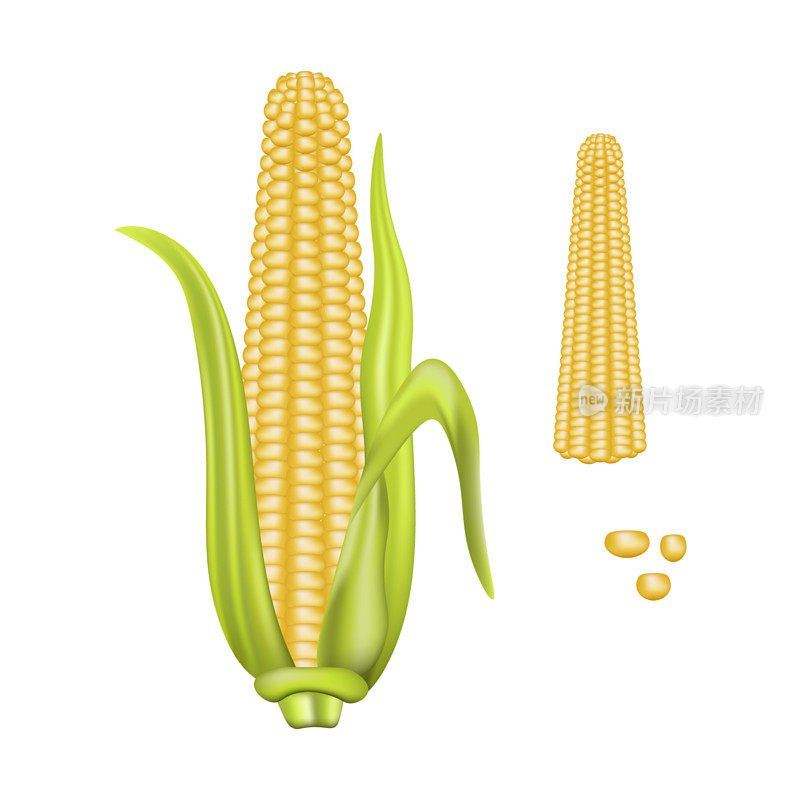 玉米芯分离矢量图。