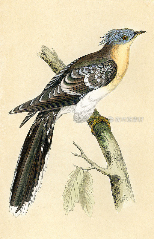 大斑点布谷鸟,大斑点布谷鸟,布谷鸟目成员,野生动物艺术