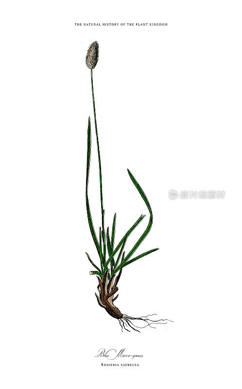 草，植物王国，维多利亚植物插图，大约1853年