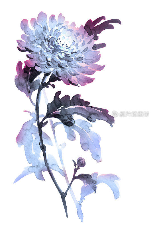 菊花的插图。Sumi-e风格，颜色为蓝色。