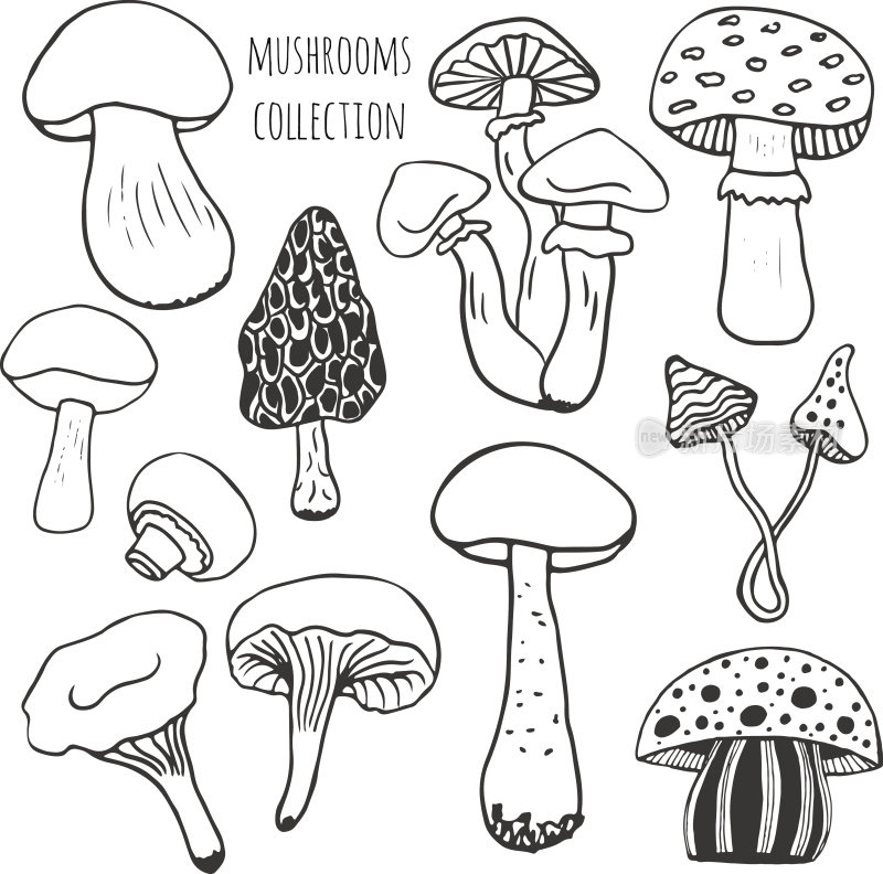 手绘蘑菇收藏。涂鸦向量组