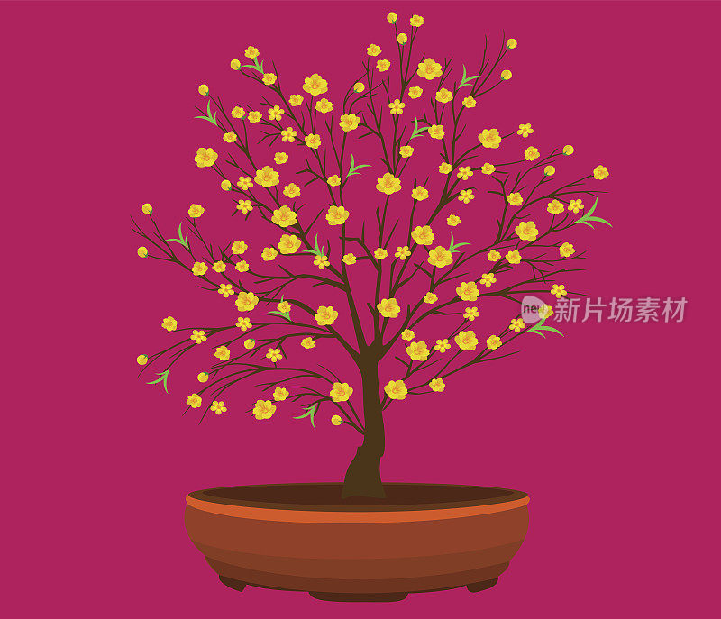 黄杏花在越南传统农历新年