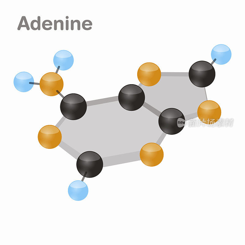 DNA核苷酸-4，腺嘌呤，A.嘧啶核苷酸分子3D矢量图
