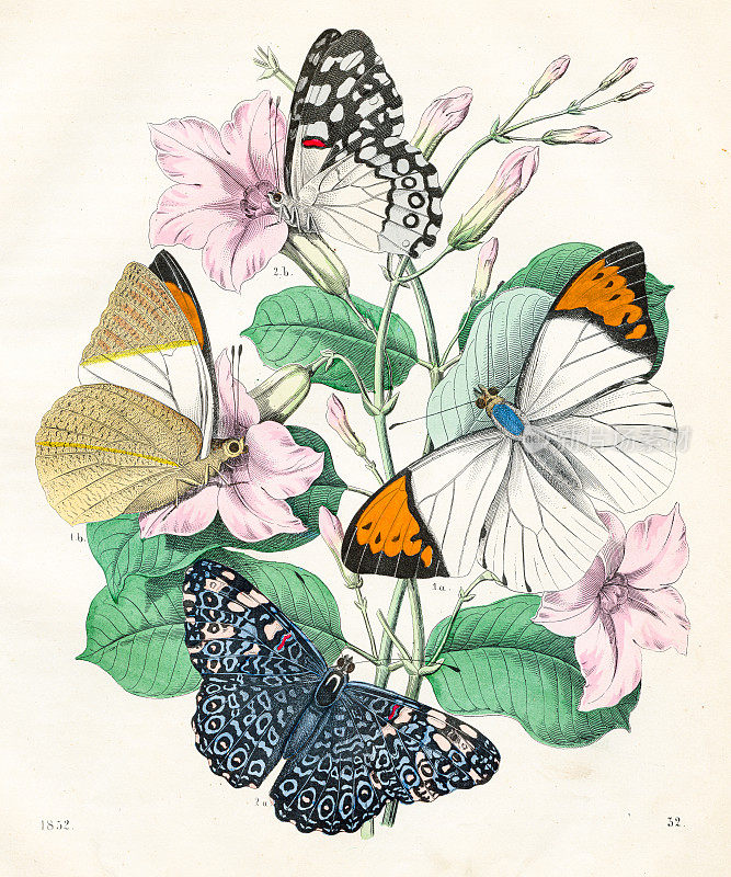 彩色蝴蝶-来自1852年“世界之书”的非常罕见的盘子