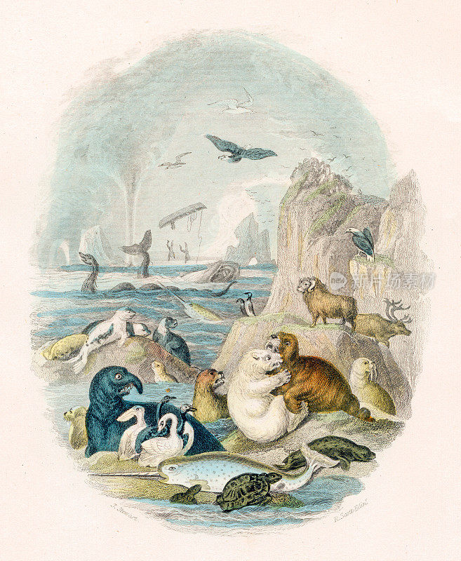 几个动物插图-罕见的原创从“历史的自然动画”奥利弗・戈德史密斯1872