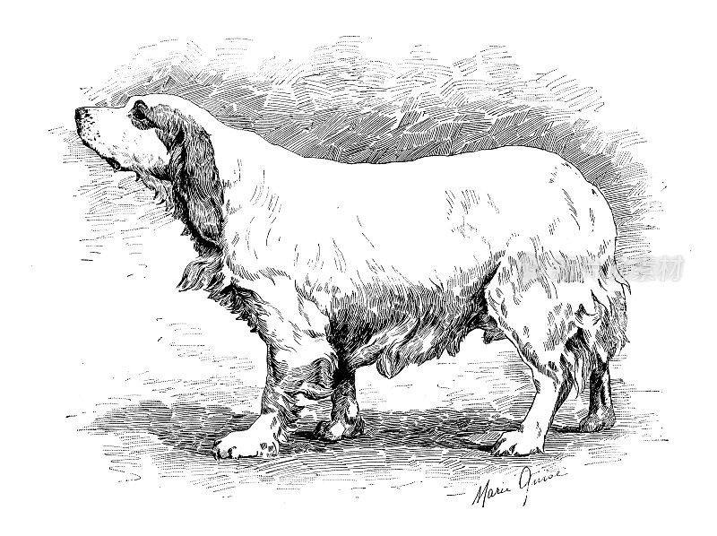 1889年的运动和消遣:小猎犬