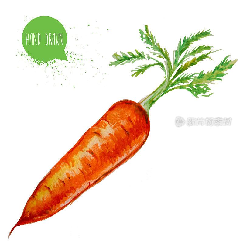 手绘和水彩成熟的胡萝卜叶。根孤立在白色背景上。蔬菜插图。