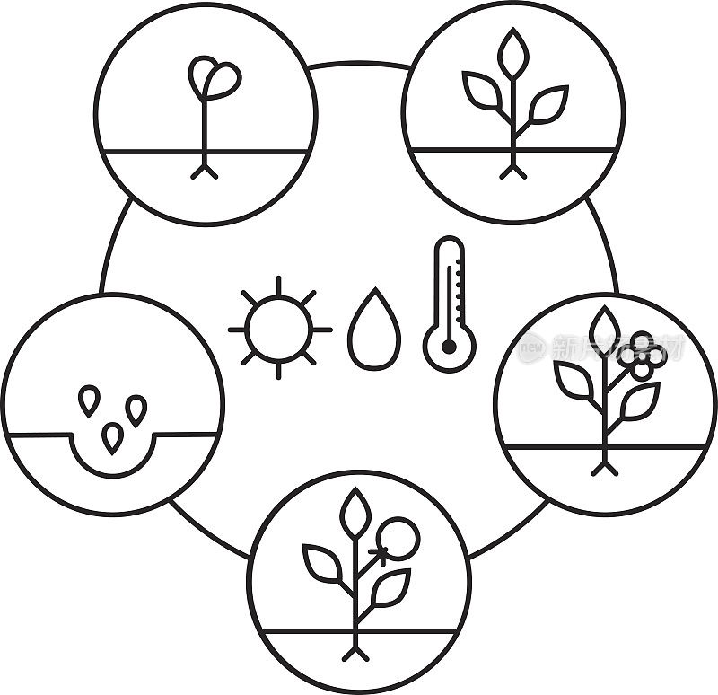 植物生长阶段。线性风格插图孤立在白色。种植水果、蔬菜加工。