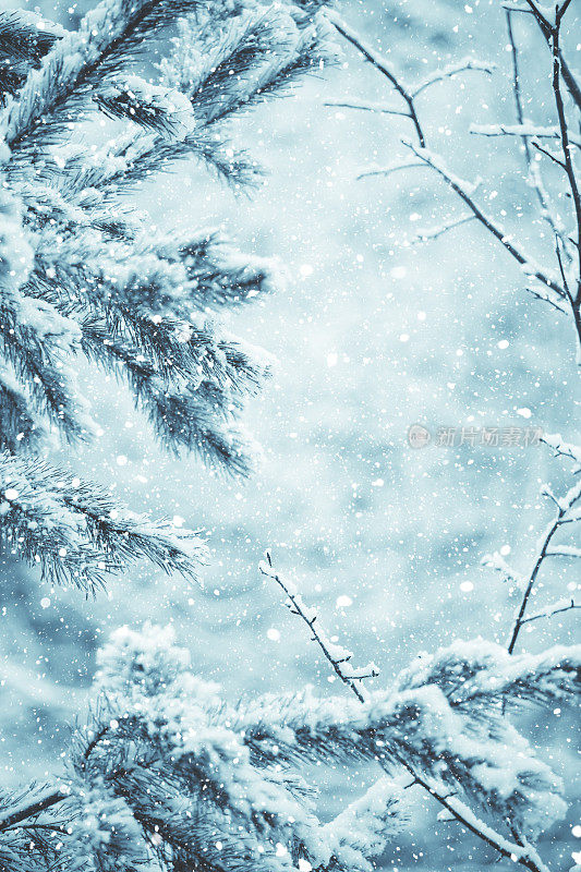 冬天的景象-结霜的松枝。树林里的冬天