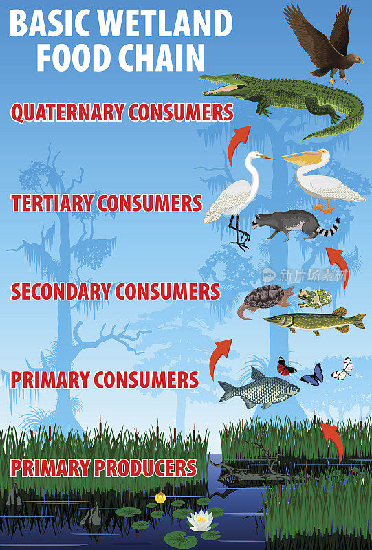 基本湿地食物营养链。热带湿地湿地生态系统能量流动。矢量插图。