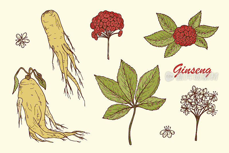 人参。药用植物。人参的根，叶，浆果和花。替代医学。生物添加剂。传统草药疗法。矢量图