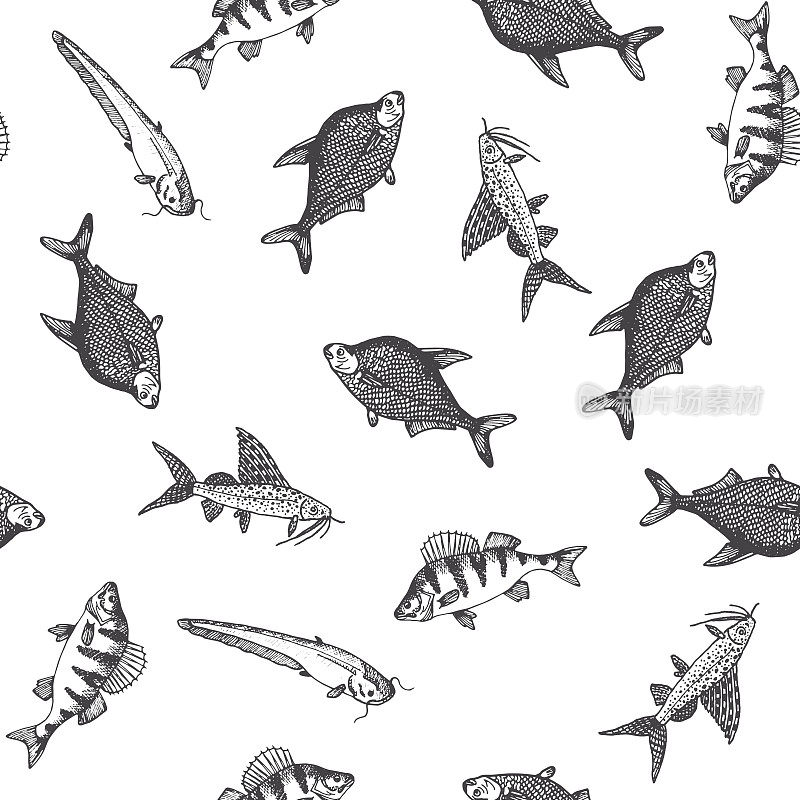 鱼的模式。素描的鲤鱼。手绘矢量插图。矢量海洋和海洋生物的海鲜菜单设计。