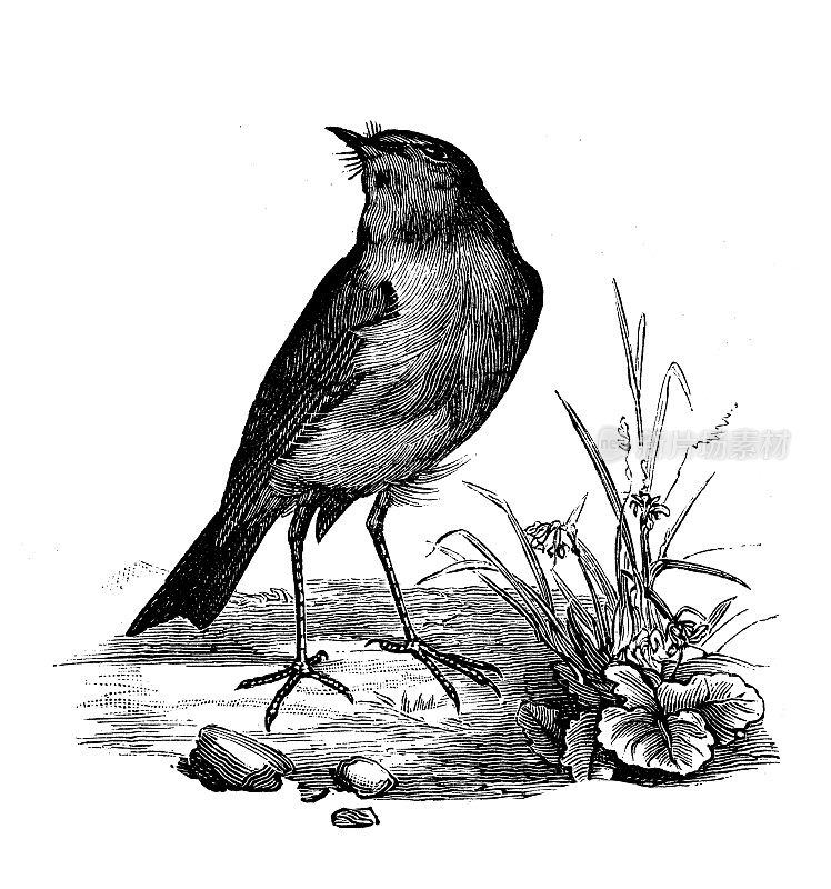 古董动物插图:欧洲知更鸟(rubecula)