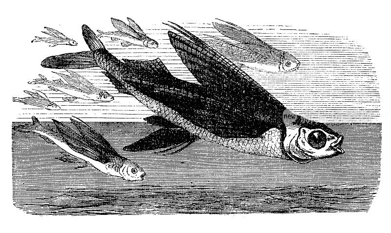 古董插图:飞鱼