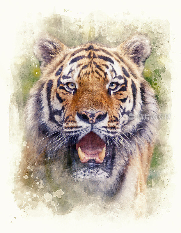在丛林水彩画中，西伯利亚虎站在看着相机
