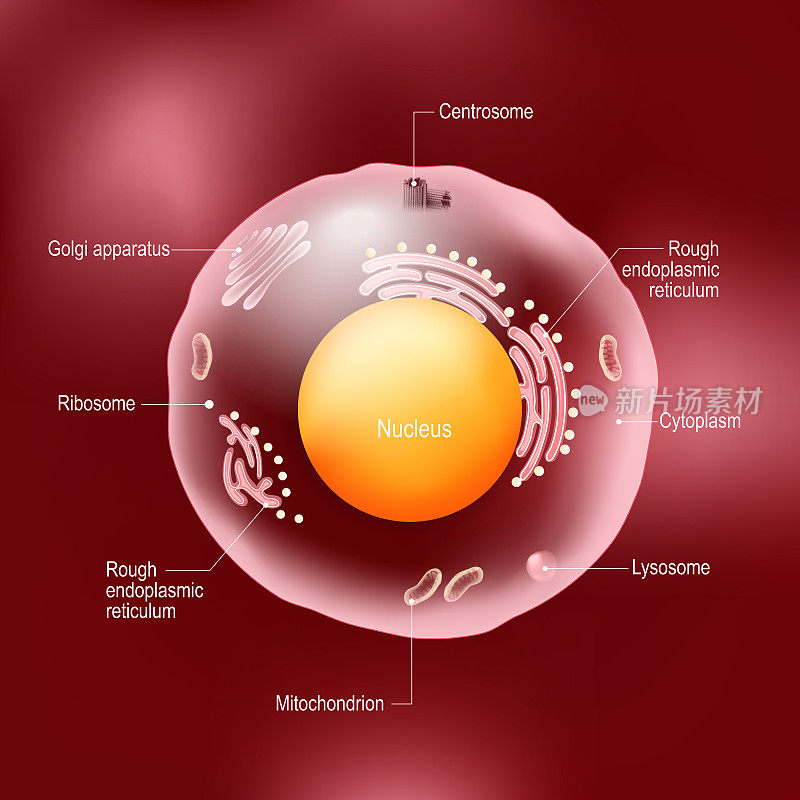 人体细胞解剖。所有细胞器