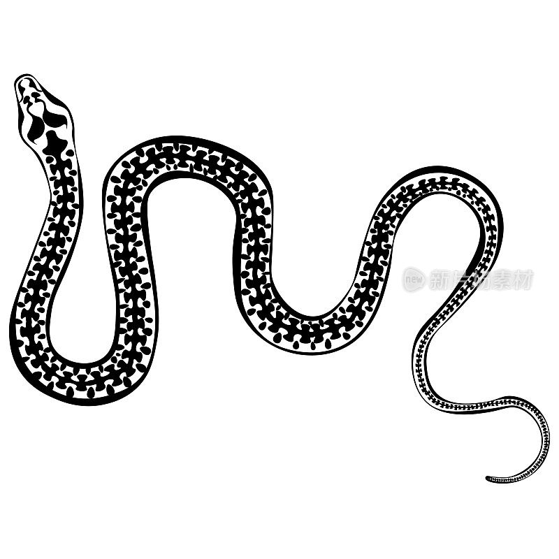 黑白画的毒蛇毒蛇着色。昆虫为图画书。矢量图