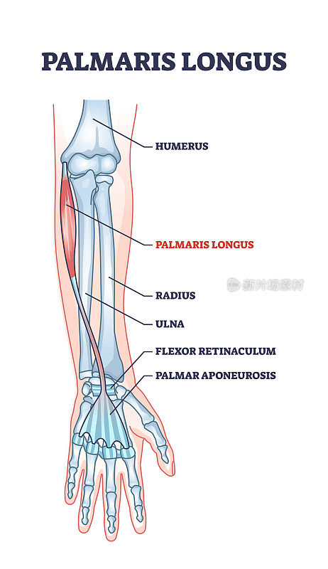掌长肌骨骼和肌肉结构为人体手臂轮廓图
