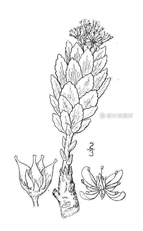 古植物学植物插图:景天、玫瑰草