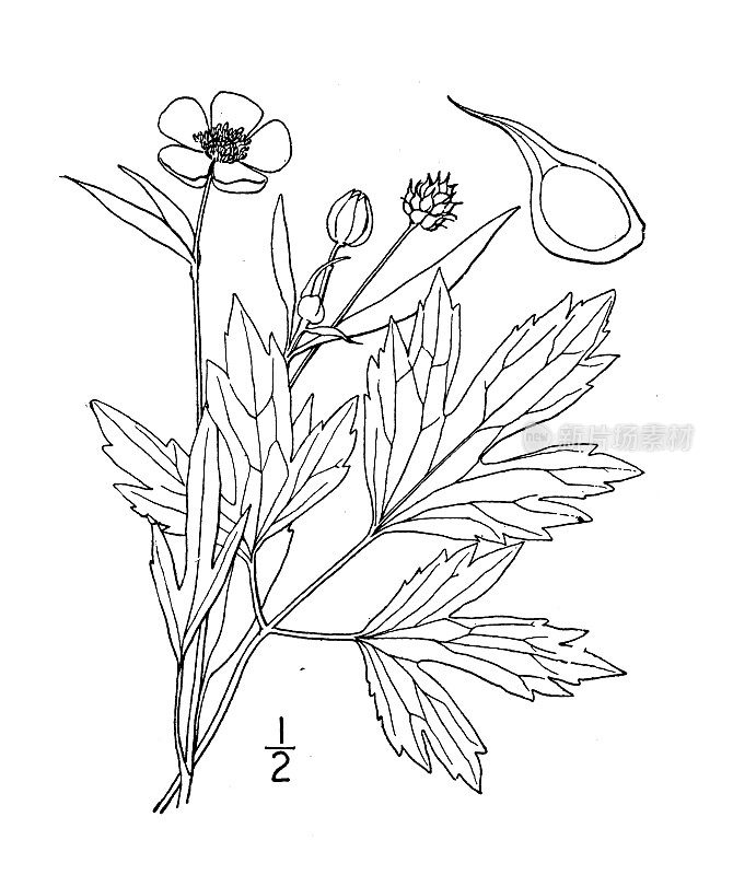 古植物学植物插图:毛茛，沼泽或沼泽毛茛