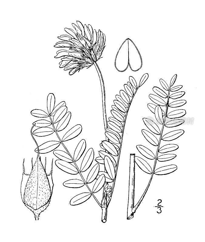 古植物学植物插图:黄芪、黄芪