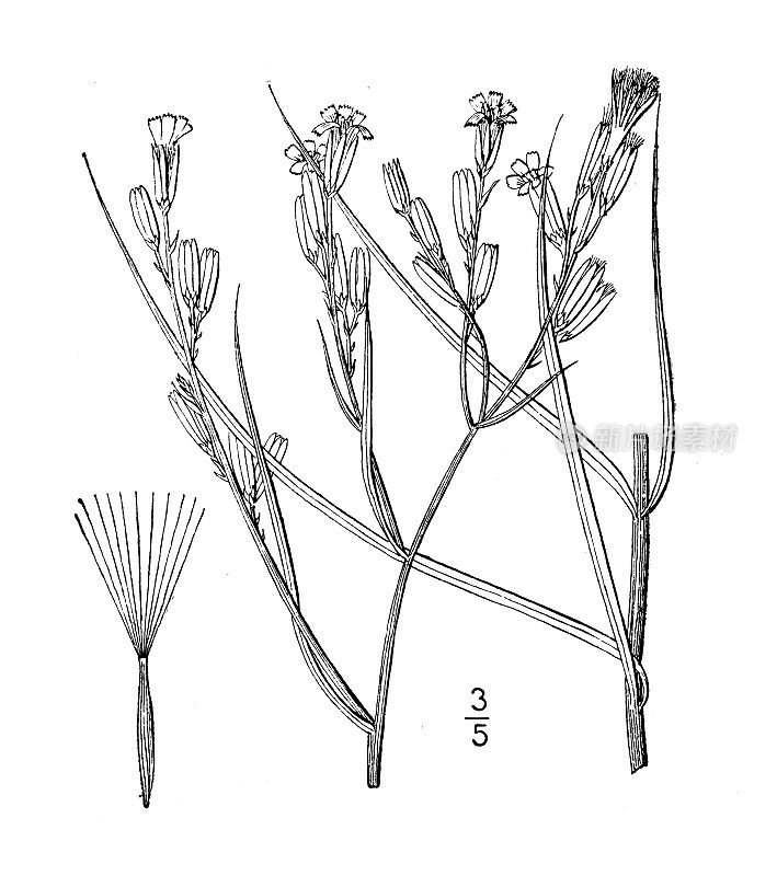 古植物学植物图例:土蓼属，具喙土蓼属