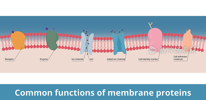 膜蛋白的共同功能