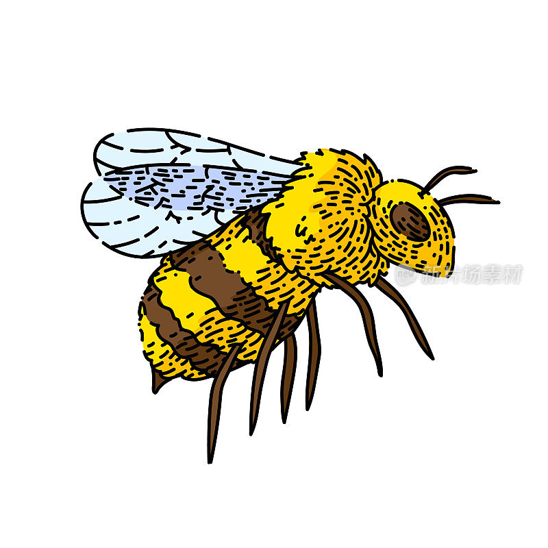 蜜蜂蜂蜜素描手绘矢量