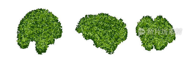 一组绿色的苔藓小岛或森林地衣与现实的纹理隔离在白色背景