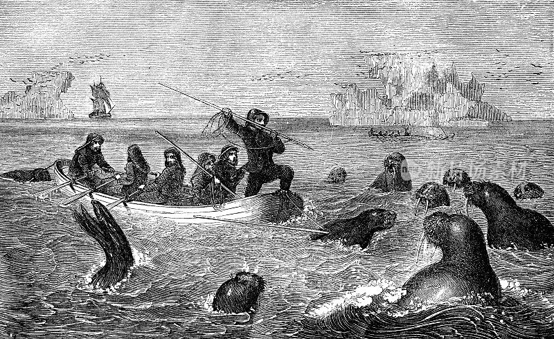 在挪威北部的斯匹次卑尔根岛猎海象——19世纪