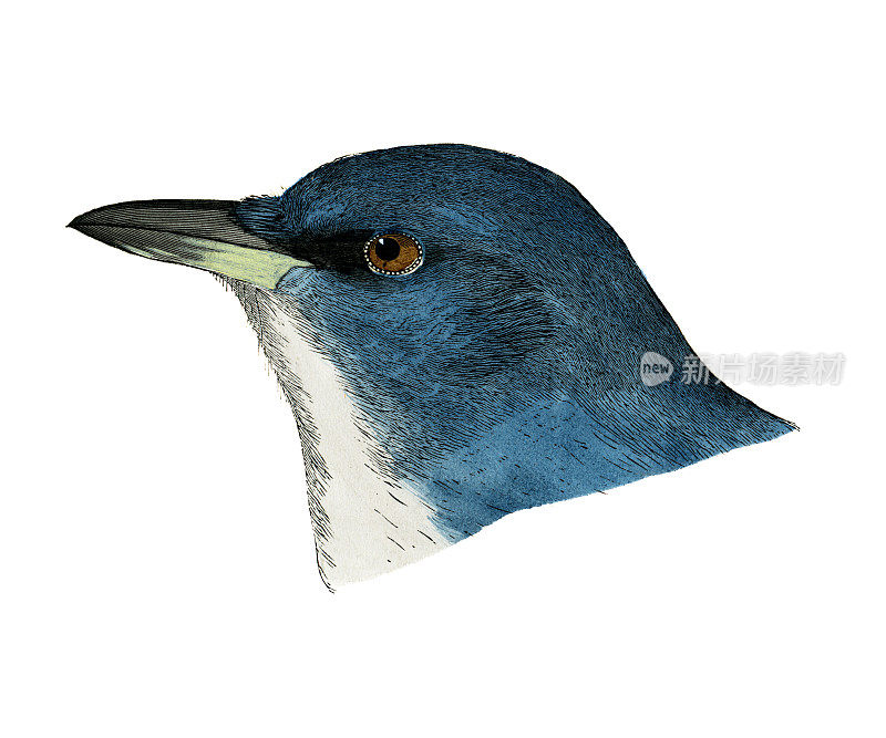 蓝鸦鸟头水彩画平版1874年