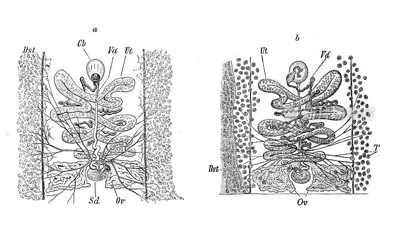 古代生物动物学图像:熊头兽