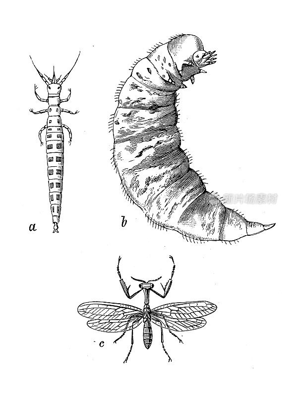 古董生物学动物学图像：螳螂、螳螂帕加纳