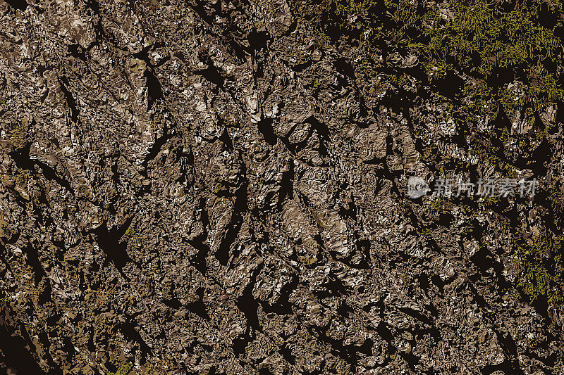 伊梅里亚橡树树皮背景图。英国橡树树皮的细节——拉丁名——栎。