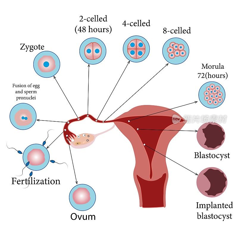 胚胎发育人类胚胎的发育，从排卵到胚泡着床在子宫壁