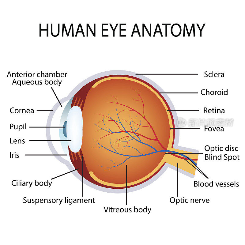 人眼解剖