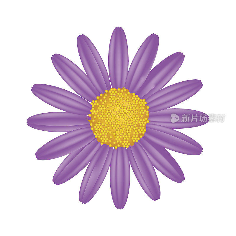 白色背景上的紫色雏菊花