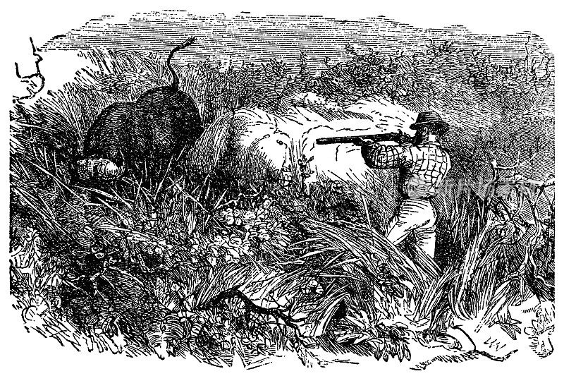 狩猎猎人射杀水牛的维多利亚时代雕刻