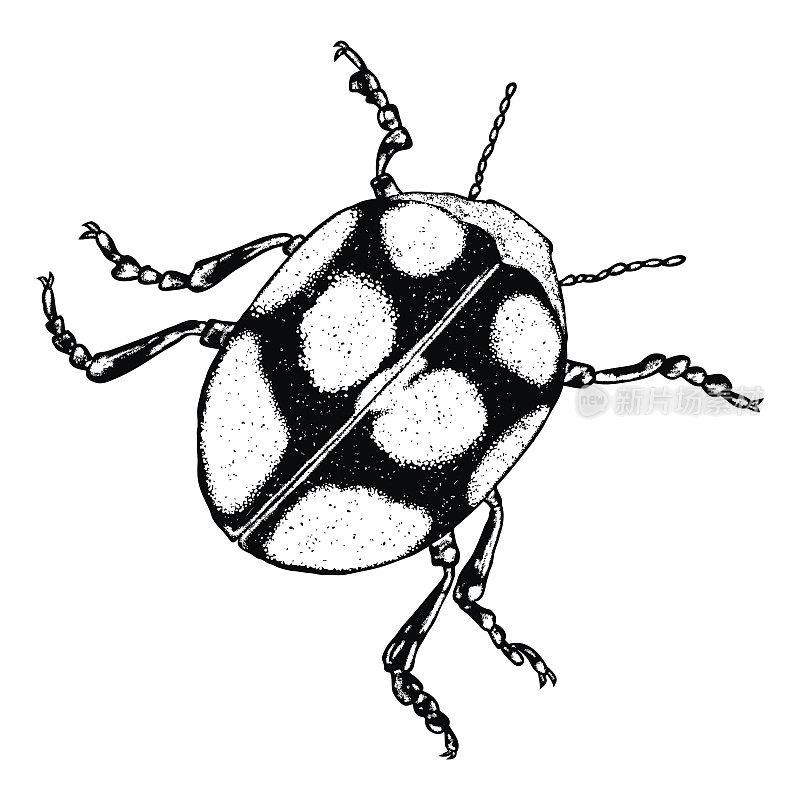昆虫，臭虫或甲虫。新潮的刺绣点画、遮阳样式。