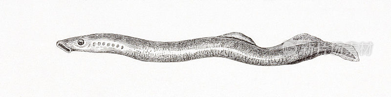 欧洲河七鳃鳗(河七鳃鳗)的古董雕刻
