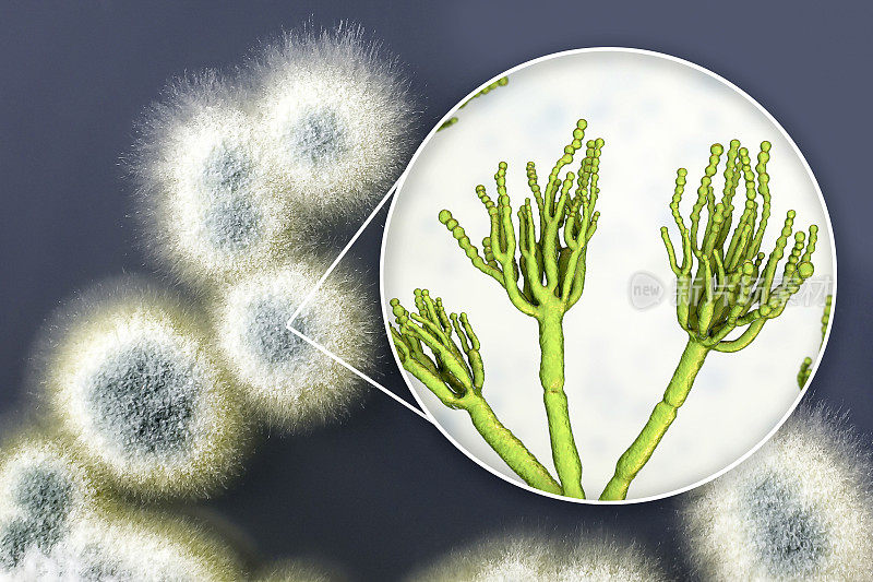青霉菌菌落在营养培养基上生长的插图和照片