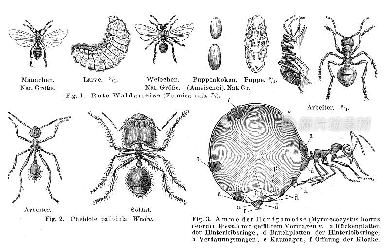 红木蚁与幼虫插图1896