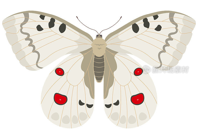 Parnassius阿波罗蝴蝶。