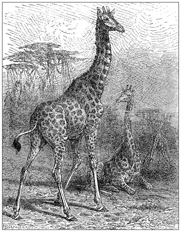 古董插图:长颈鹿