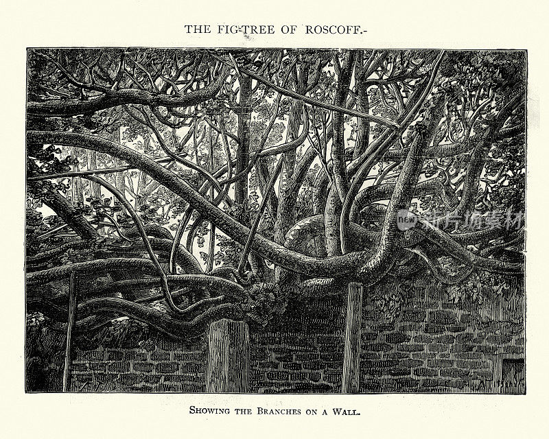 罗斯科夫古老无花果树的分支，19世纪