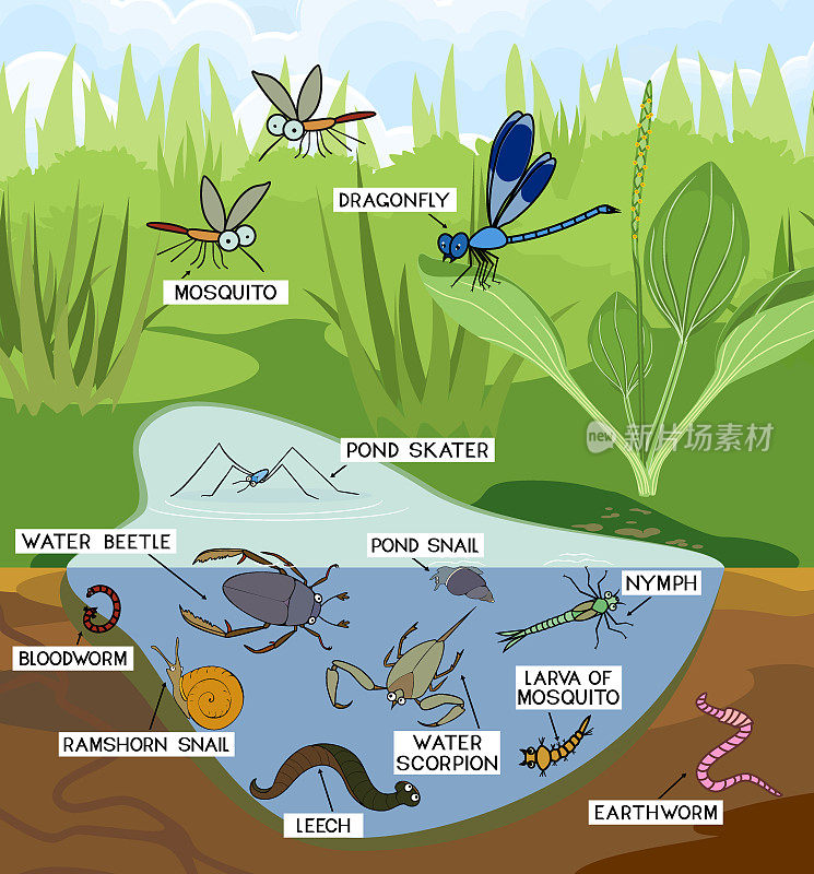生态系统的池塘。昆虫和其他无脊椎动物的自然栖息地。池塘结构示意图