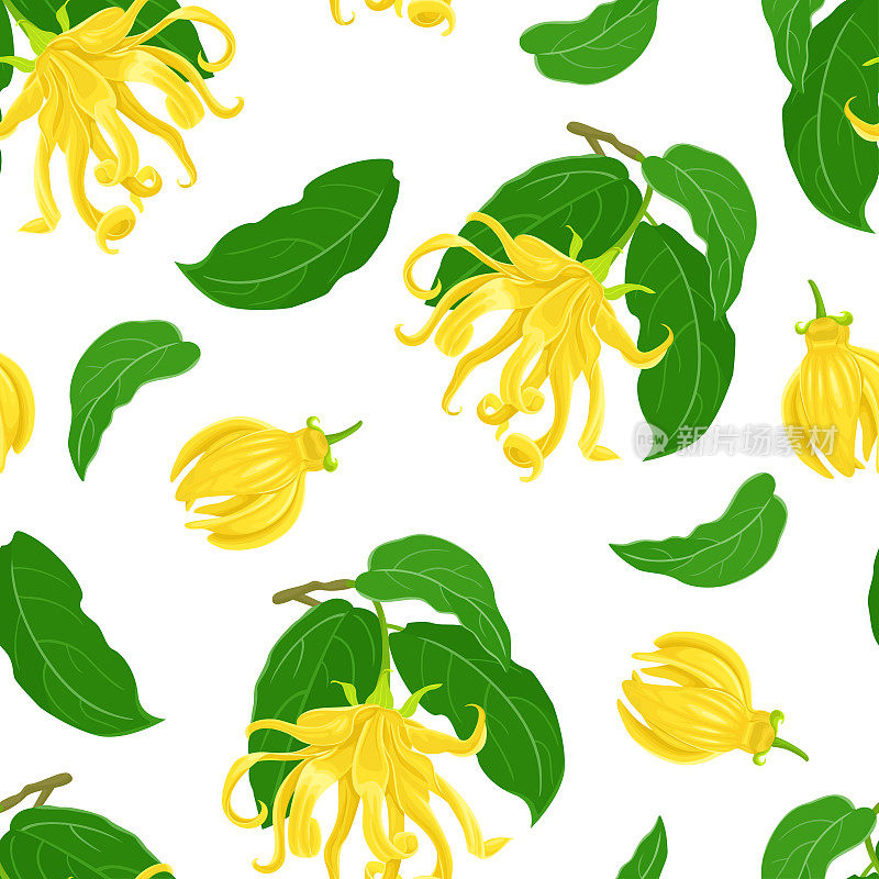 依兰无缝依兰图案。香喷喷的黄花，嫩芽和绿叶在白色的背景上。向量花卉插图。卡通平的风格。