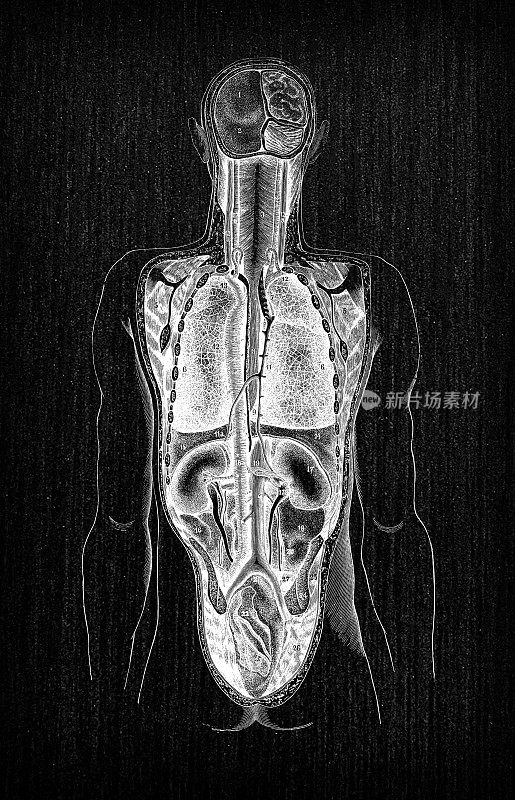 人体解剖学古董插图:背面