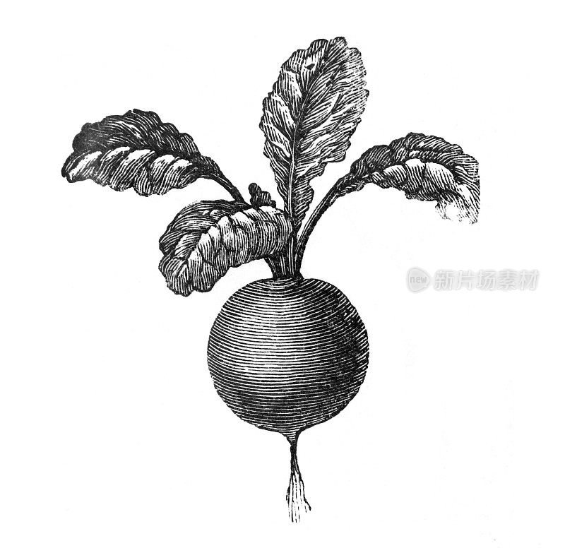 有机饲料植物-有机蔬菜萝卜手绘雕刻插图。