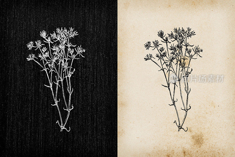 植物学植物古董雕刻插画:硬核花(德国结花木，一年生木)